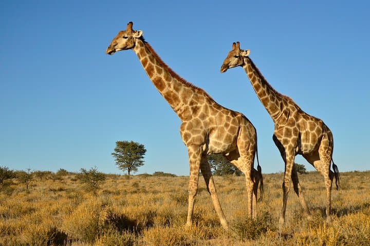 A picture of two giraffes in the wild.